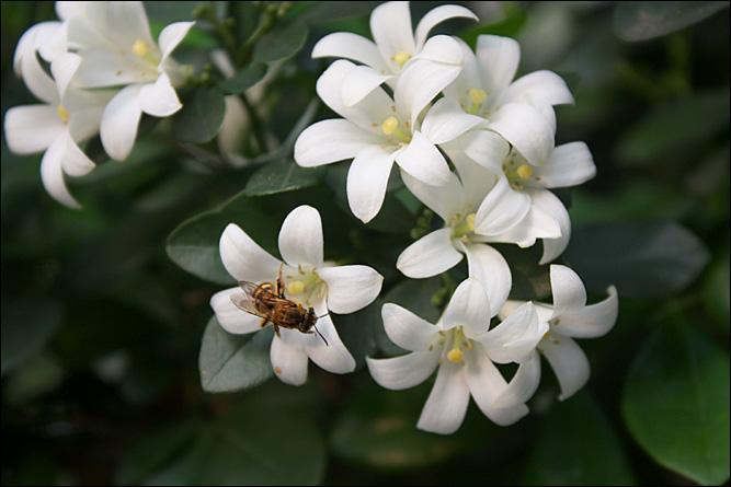 好养又好看的九里香，了解养护，叶色浓绿花香满屋，比绿萝更好养