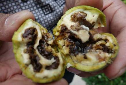 核桃举肢蛾是食叶虫吗,核桃举肢蛾幼虫