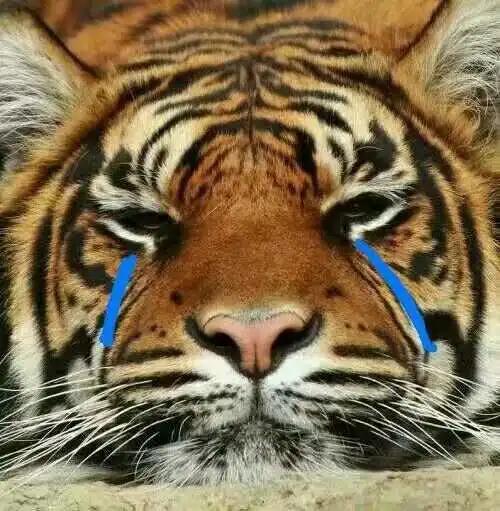 霍尊常吃的海狗丸秘药，到底有没有让他更强？