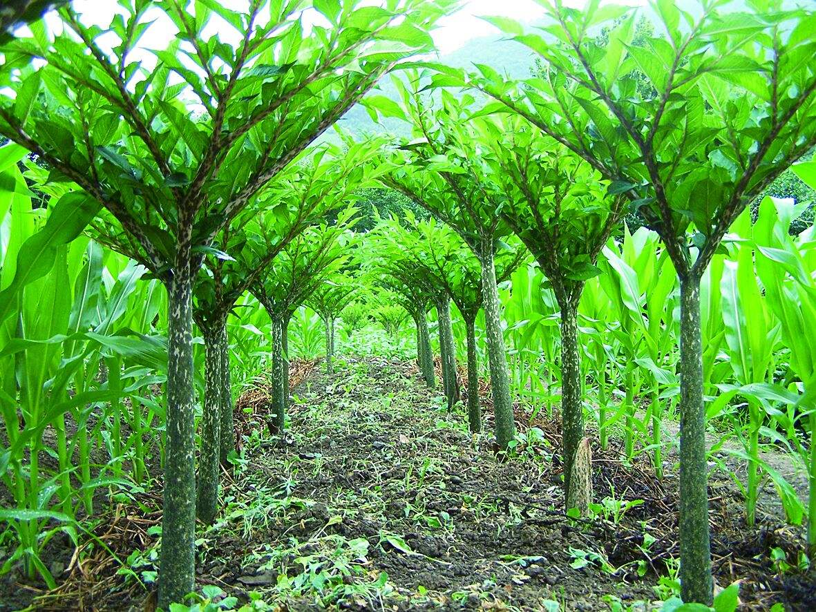 种植魔芋前景如何,一袋魔芋种子种植当年产量有多少