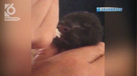 跨越种族的母爱小狗和小猫,跨越种族的母爱狗狗救小猫