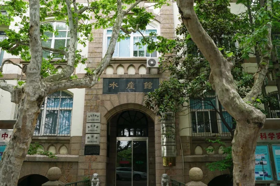 海滨老城泡桐花 (海滨老城紫色泡桐花)