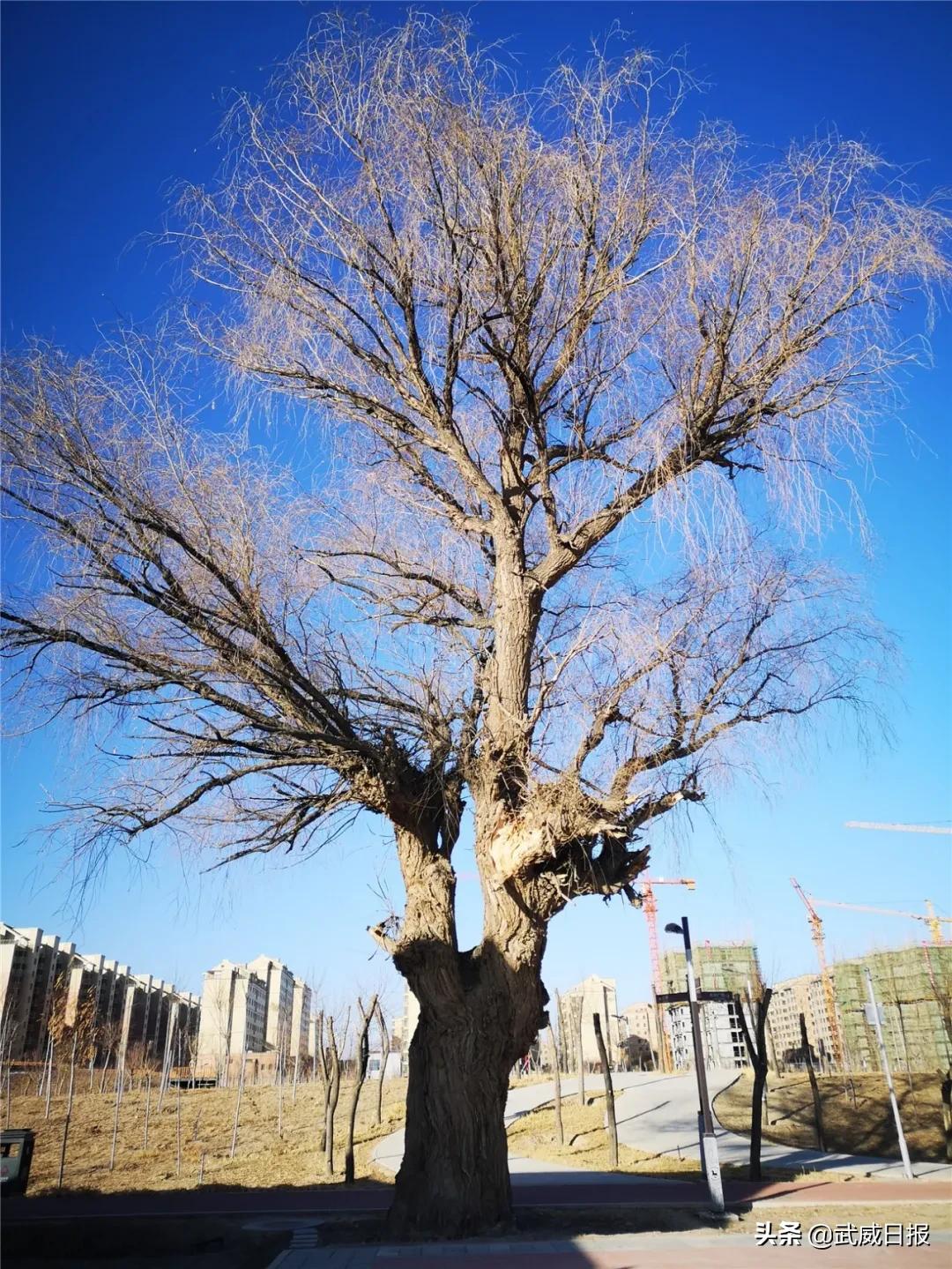 嘘！听说武威有棵树，四个人都抱不住