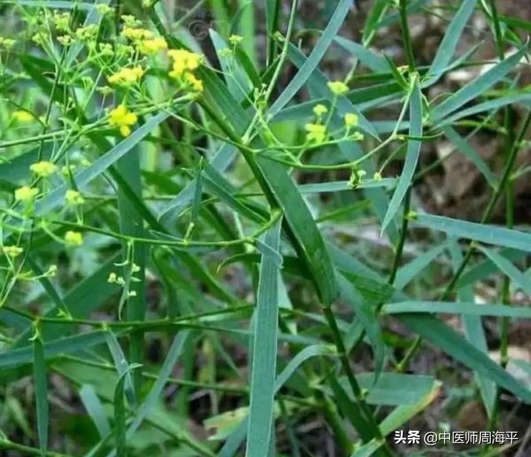 尿路感染,经方医案分享8