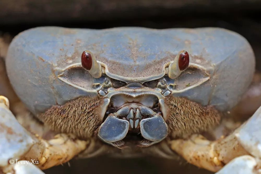 听说过网红猫岛、猪岛，见识过真正硬核的“蟹岛”吗？