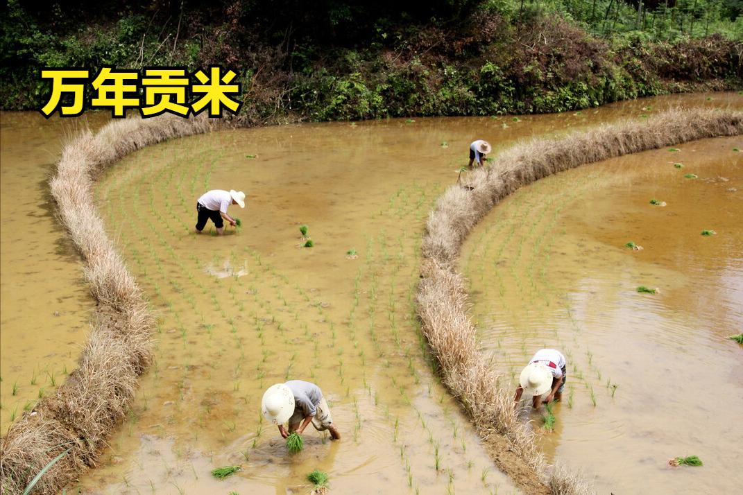 全国最好吃的大米有哪些,大米排名好吃的是哪种米