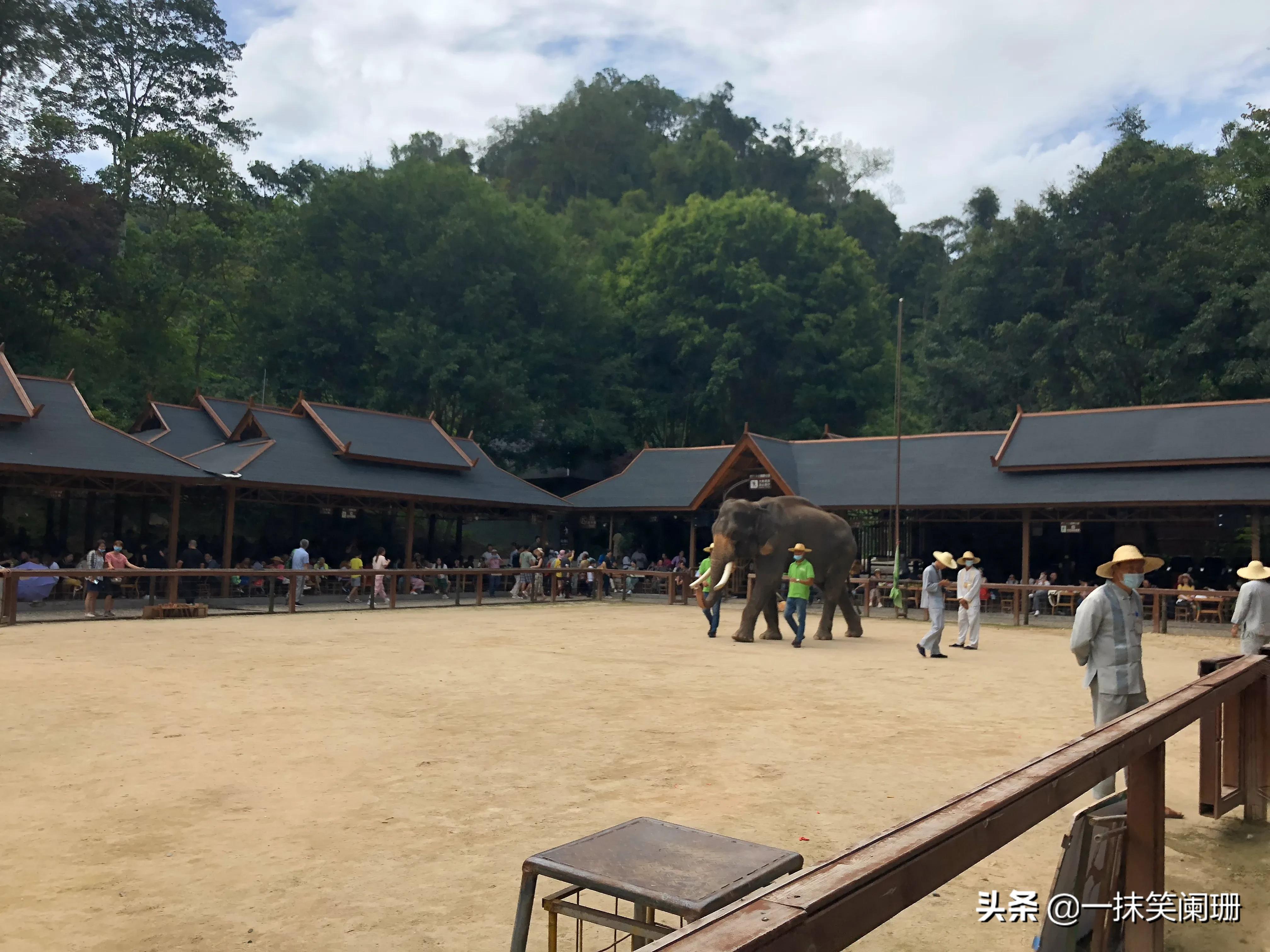云南西双版纳野象谷大象学校表演,西双版纳野象谷大象表演时间表