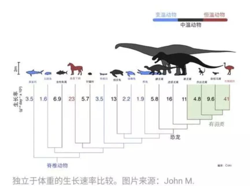 为什么所有雄性动物器官都一样,雄性动物生殖和排尿是同一系统