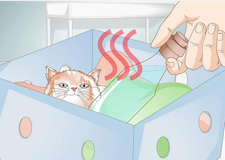 猫咪受伤怎么救助路边,猫咪受伤怎么治疗