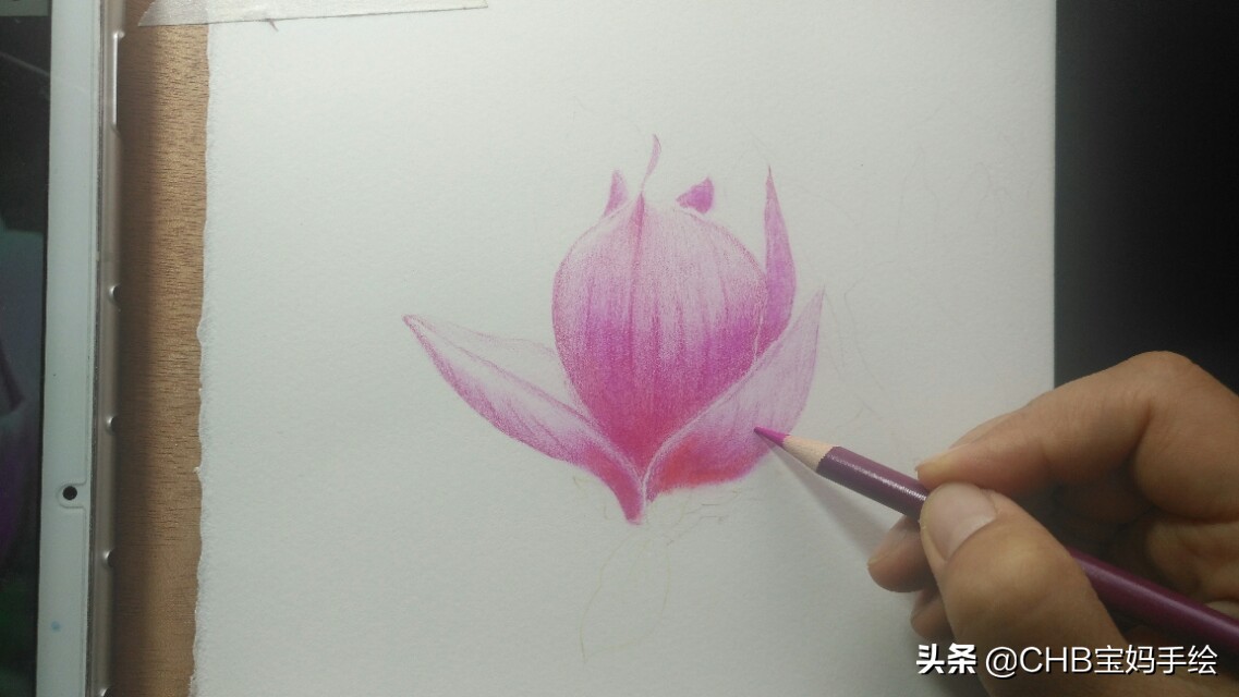 玉兰彩铅画教程图解,零基础彩铅画入门教程桃花