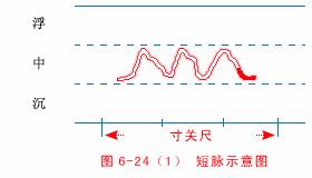 脉象动态图,脉象动图