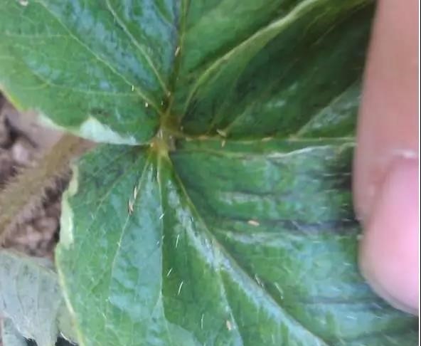 草莓蓟马打什么药,草莓蓟马病叶子要剪掉吗