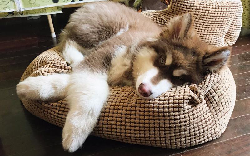 狗狗死了怎么葬法才好,自家狗狗死了怎么安葬对狗狗最好