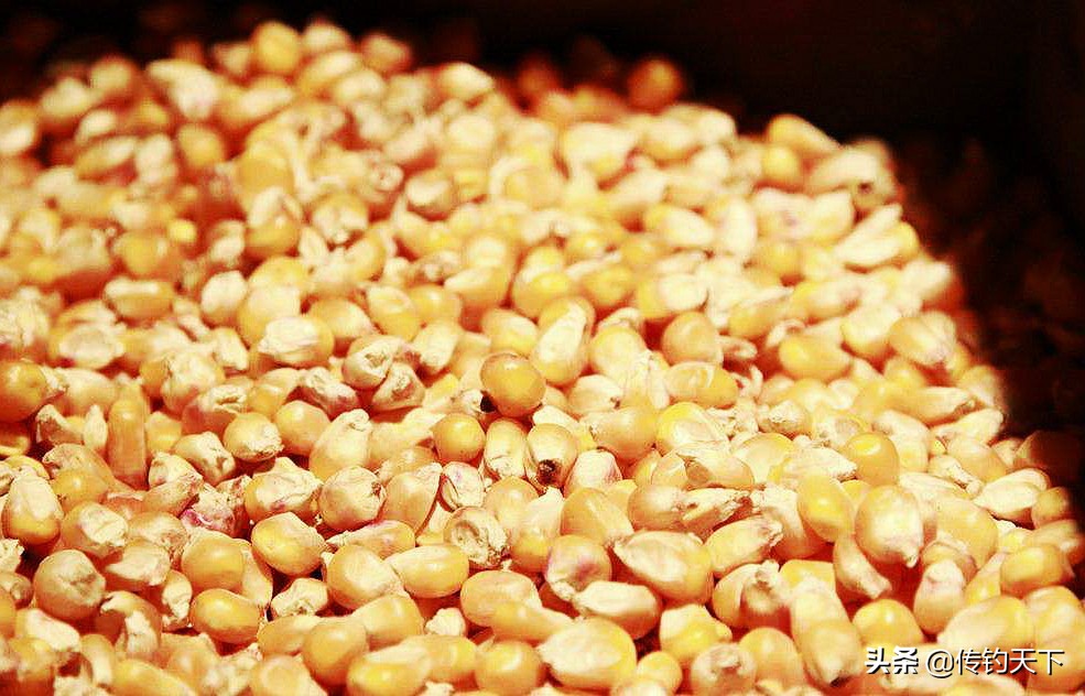 玉米打窝饵料制作,老玉米自制窝料加麸皮吗