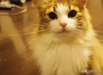 足不出户就能在线治猫病,24小时猫病在线咨询