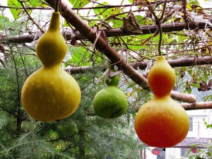 生活能手小葫芦,是*疆新**艺术的“灵感缪斯”