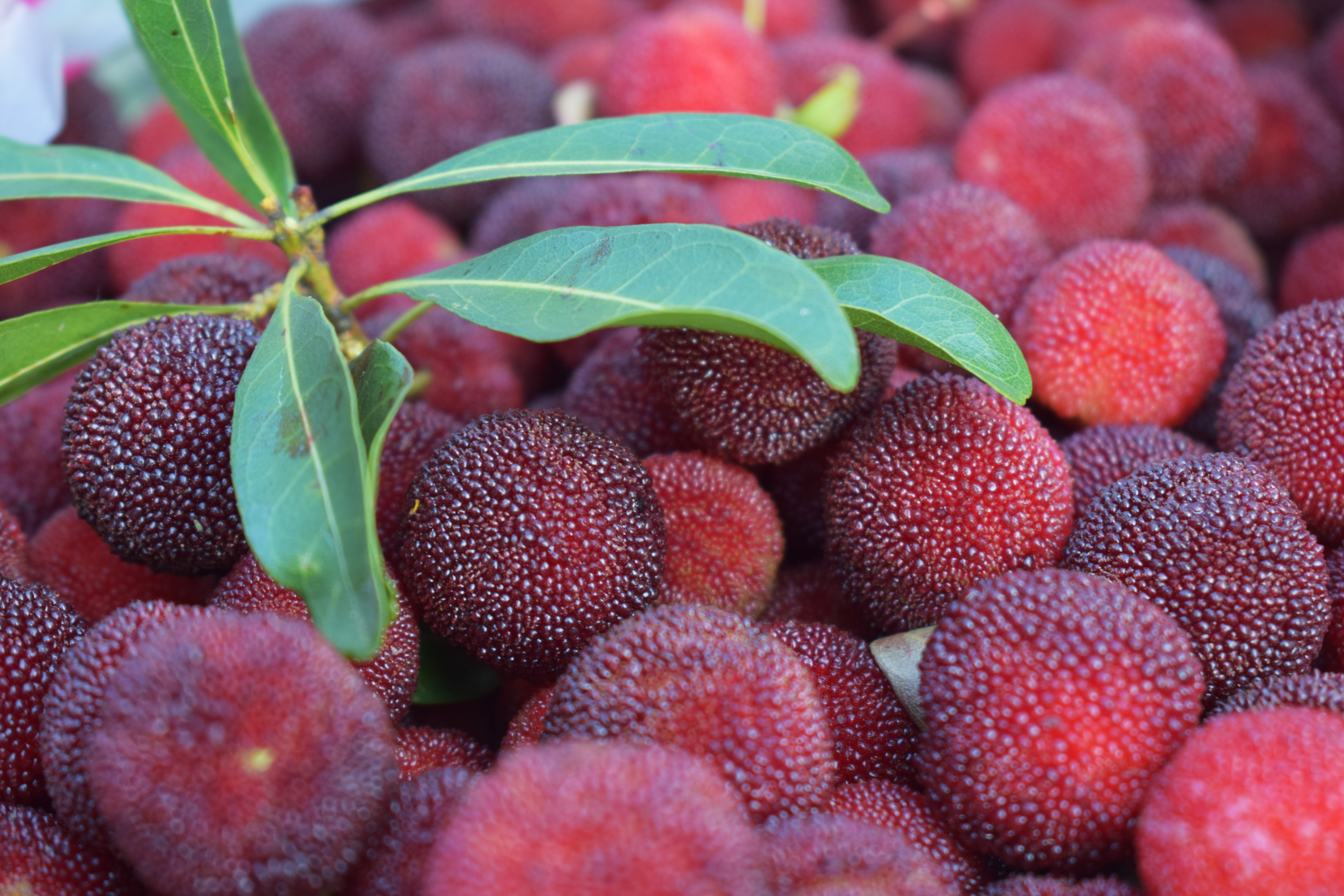 杨梅用什么方法吃不酸,杨梅果酱能酿酒吗