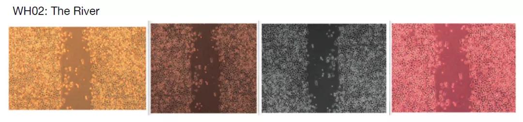 论文撤稿是真的假的,论文图表造假会不会看出来