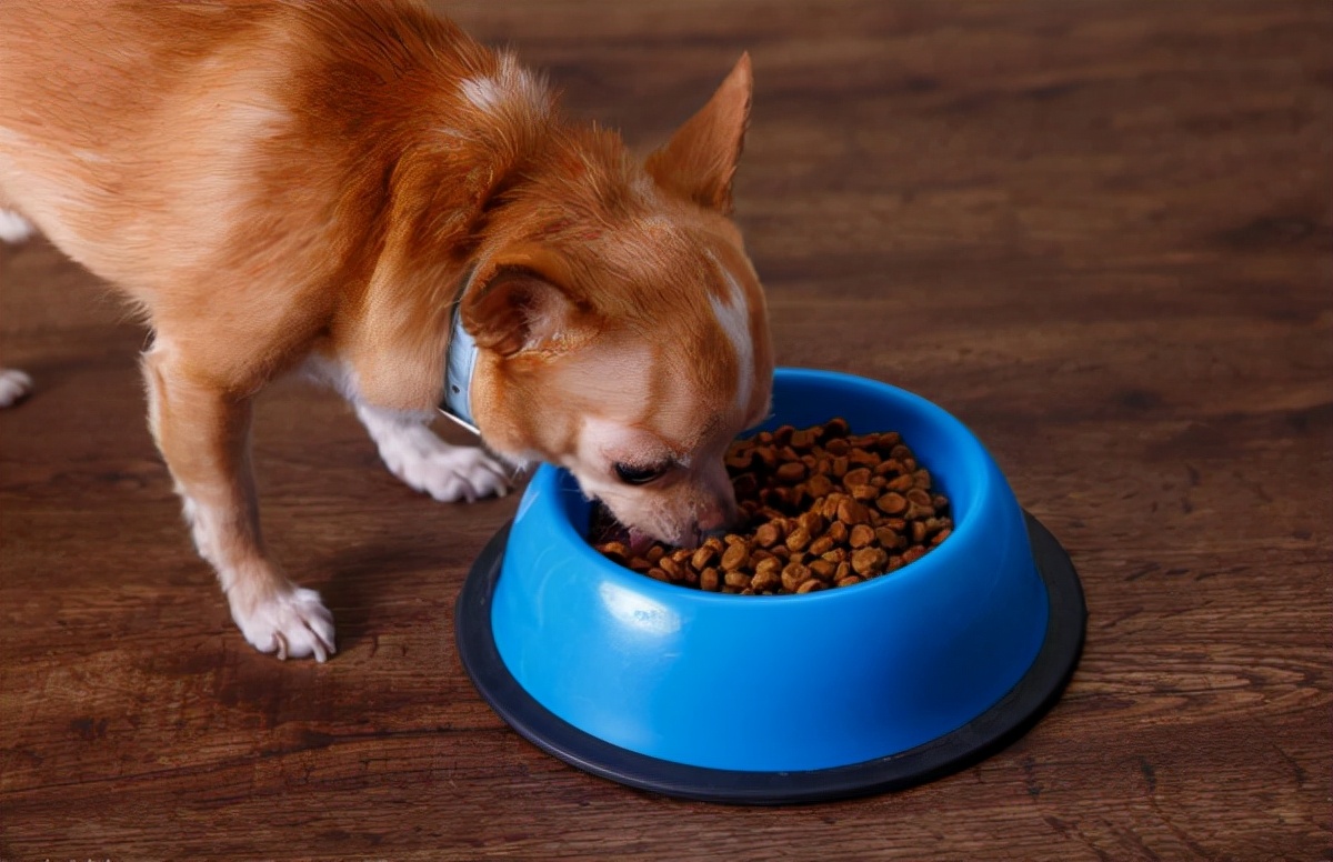 选对宠粮增强宠物免疫力,怎么给宠物选狗粮