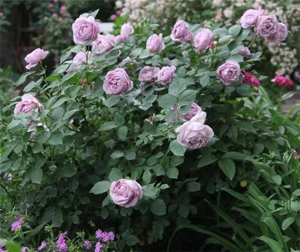 100种月季经典品种,100种经典月季品种