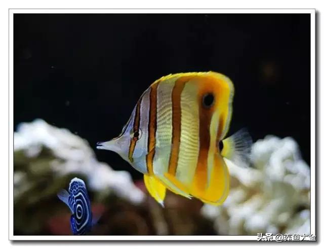 海水鱼饲养水质参数,海水鱼的饲养知识