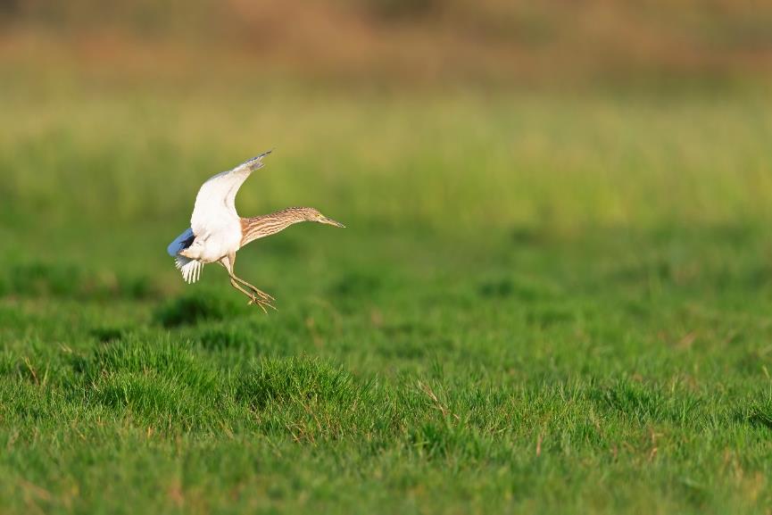 索尼alpha6000使用方法,索尼alpha6000使用技巧