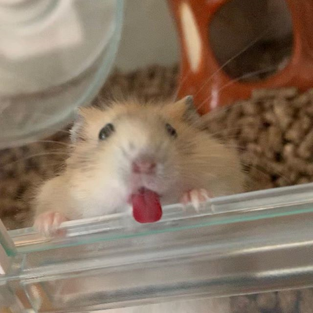 仓鼠中暑如何解决问题,仓鼠中暑应该用什么缓解