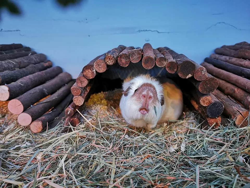 一群母豚鼠混入一只公豚鼠后：生几十只鼠崽，铲屎官年入几十万