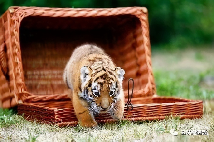 怎么与癌症共存,如何跟癌症共存