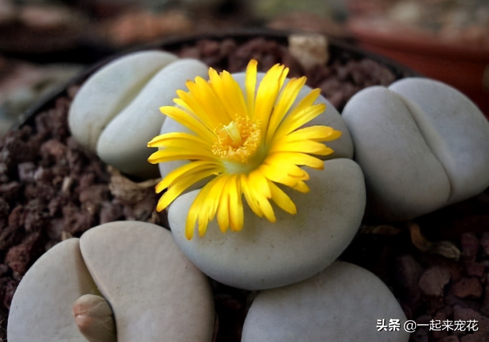 多肉生石花怎样养才养得最快,多肉生石花干瘪发皱了如何救活