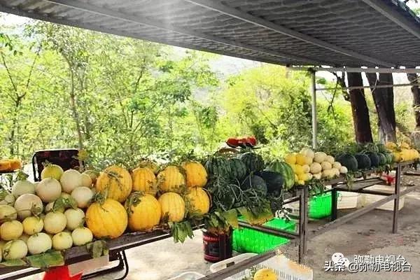 弥勒千亩西瓜熟了！黄心瓜、红心瓜、小香瓜…你喜欢哪种？