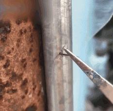 各种搞笑方法干掉蚊子,如何一次干掉100只蚊子