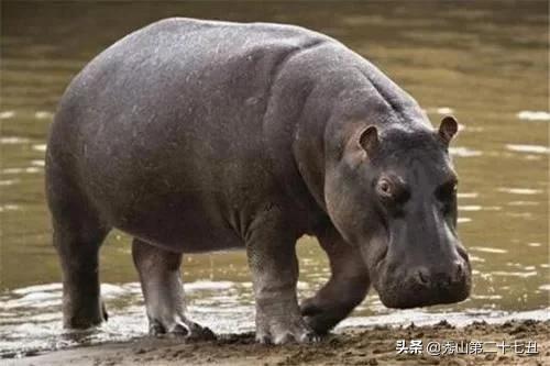 平头哥是不是世界上最凶猛的动物,世界十大凶猛动物平头哥