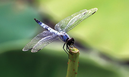 动物世界中最小的昆虫,动物世界最奇特的鸟