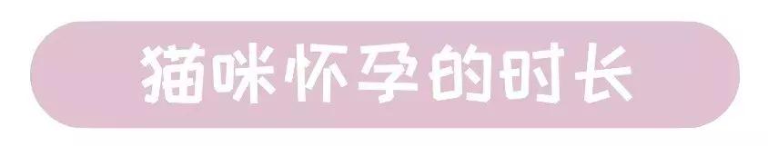 猫咪怀孕的营养品,猫咪怀孕要做哪些准备