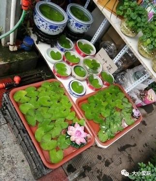 过年必逛花卉市场,北京值得去的花卉市场