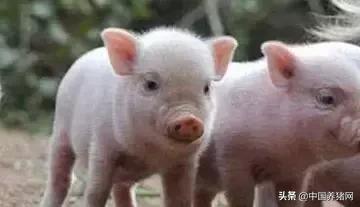 养猪想赚钱注意这3点,养猪要想有钱赚方法很简单