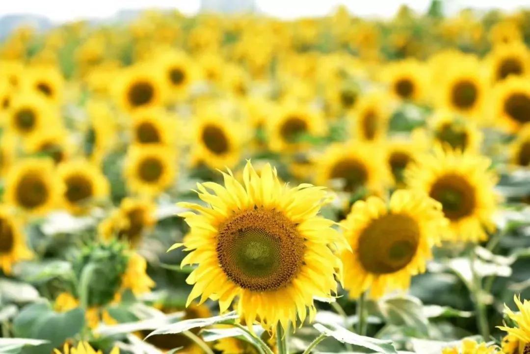 美美美!余杭七大花海组团来袭,遍地繁花好似人间仙境