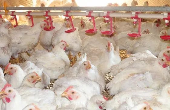 为什么电商拼多多一年亏百亿,拼多多一年卖180万销售额