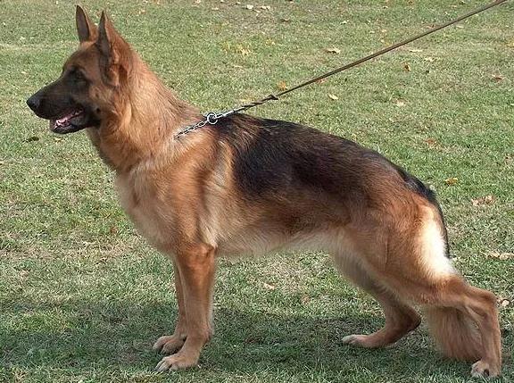 世界公认狗排名,世界名狗排名