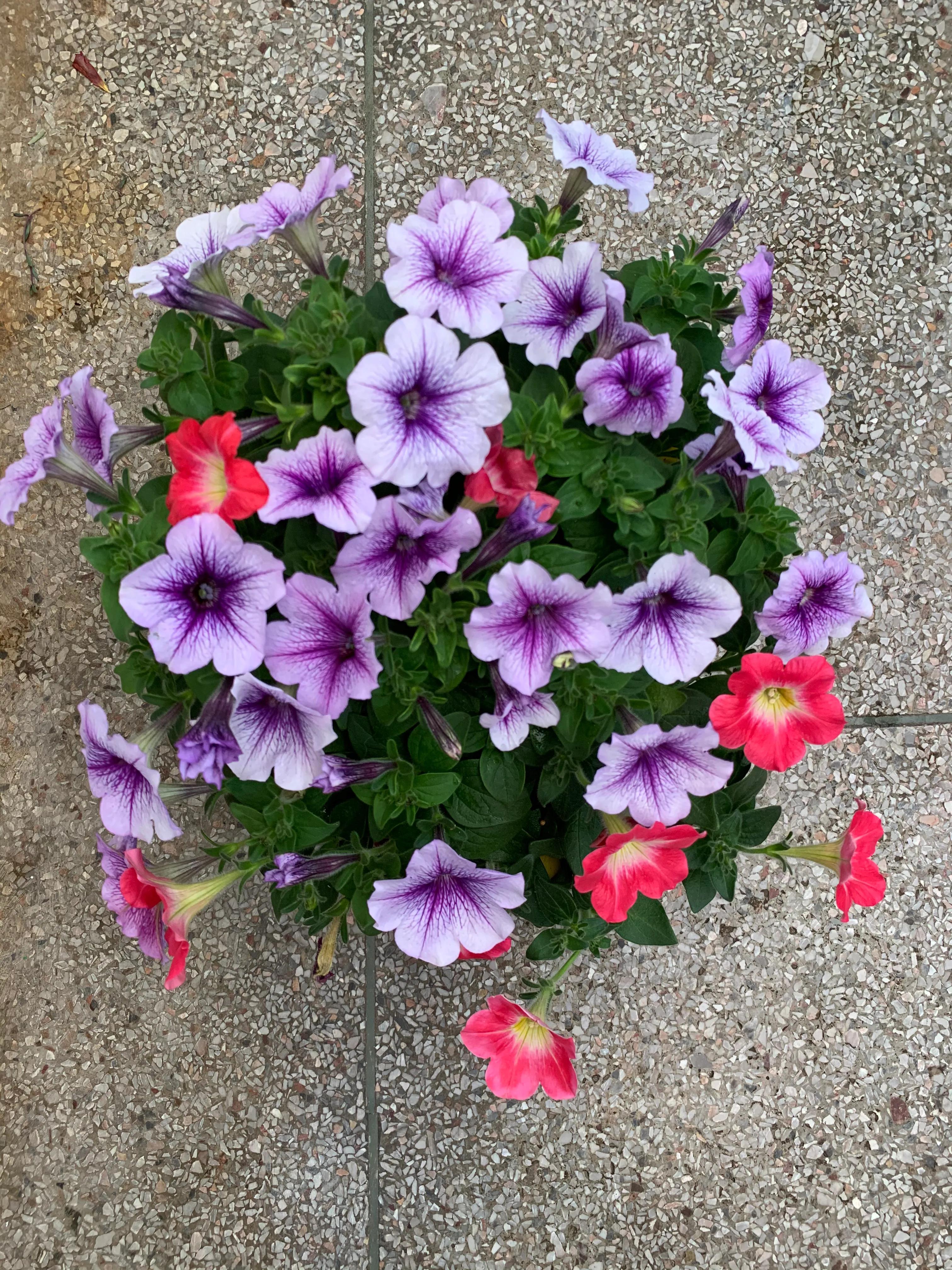 给植物浇水枝繁叶茂,给植物淋雨