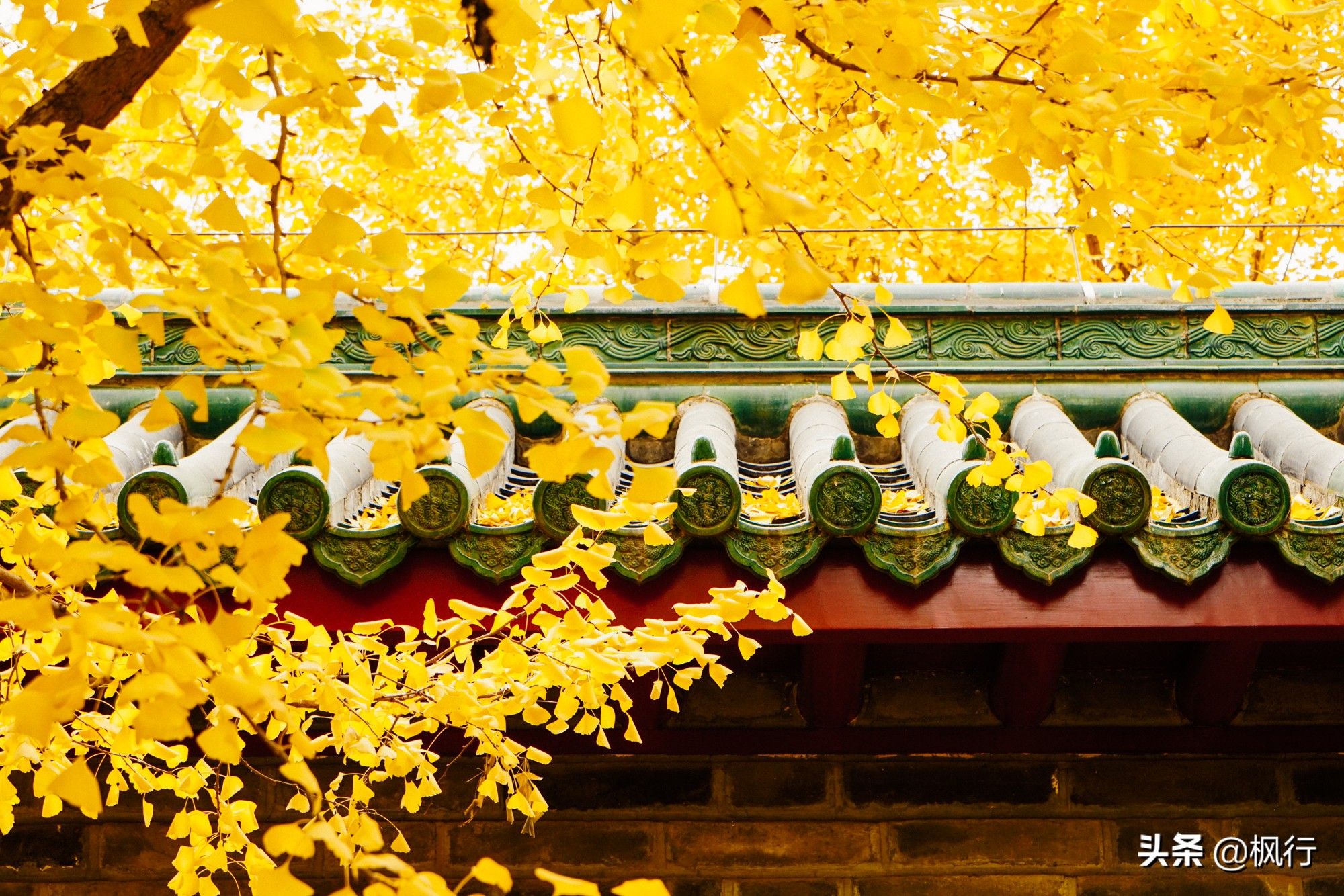 北京18个看银杏的好地方在哪,北京八大处看银杏攻略