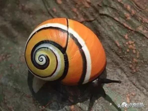 非洲最漂亮的蜗牛,世界上最美丽的珍珠蜗牛