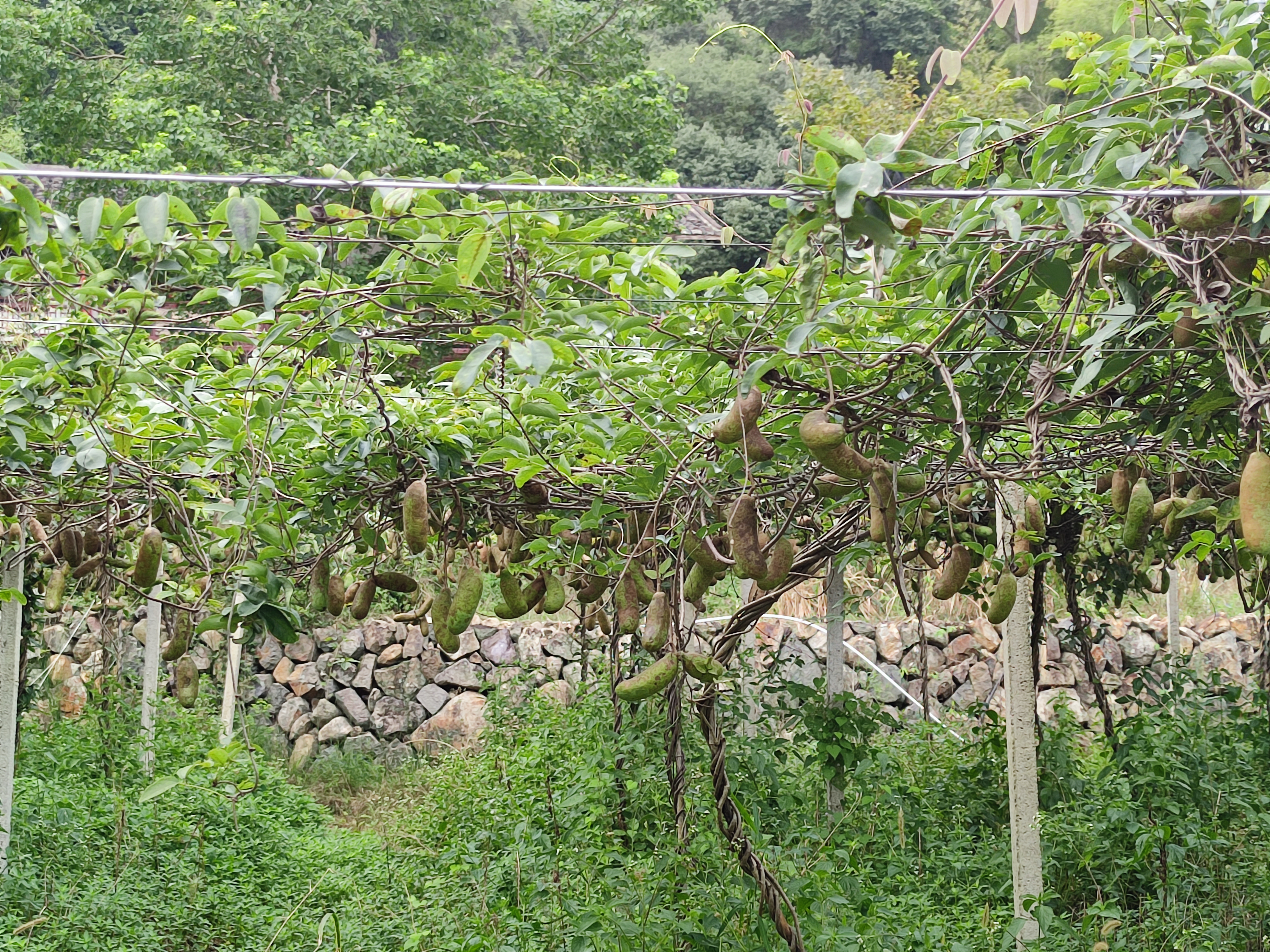 青山网红村,寿山九峰村有农家乐吗