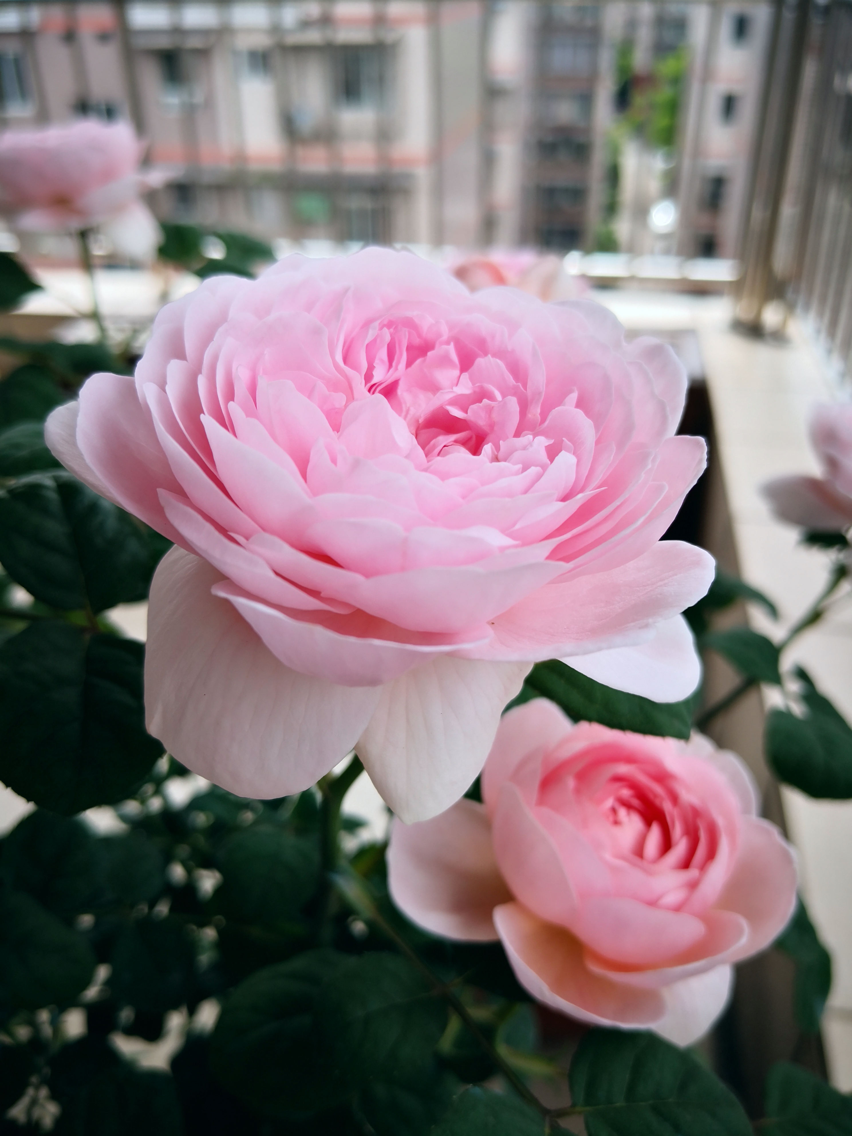 非常耐阴开花又多的植物,好养的开花株型还好看的植物