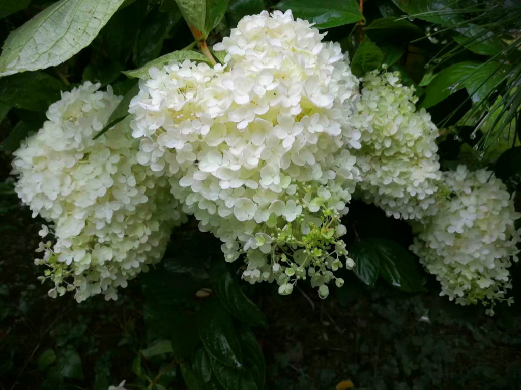 花卉黄叶病的治疗方法,花草有黄叶斑点问题