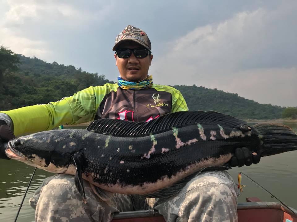 狮子鱼为何在美国泛滥成灾,蛇头鱼在中国为什么不泛滥