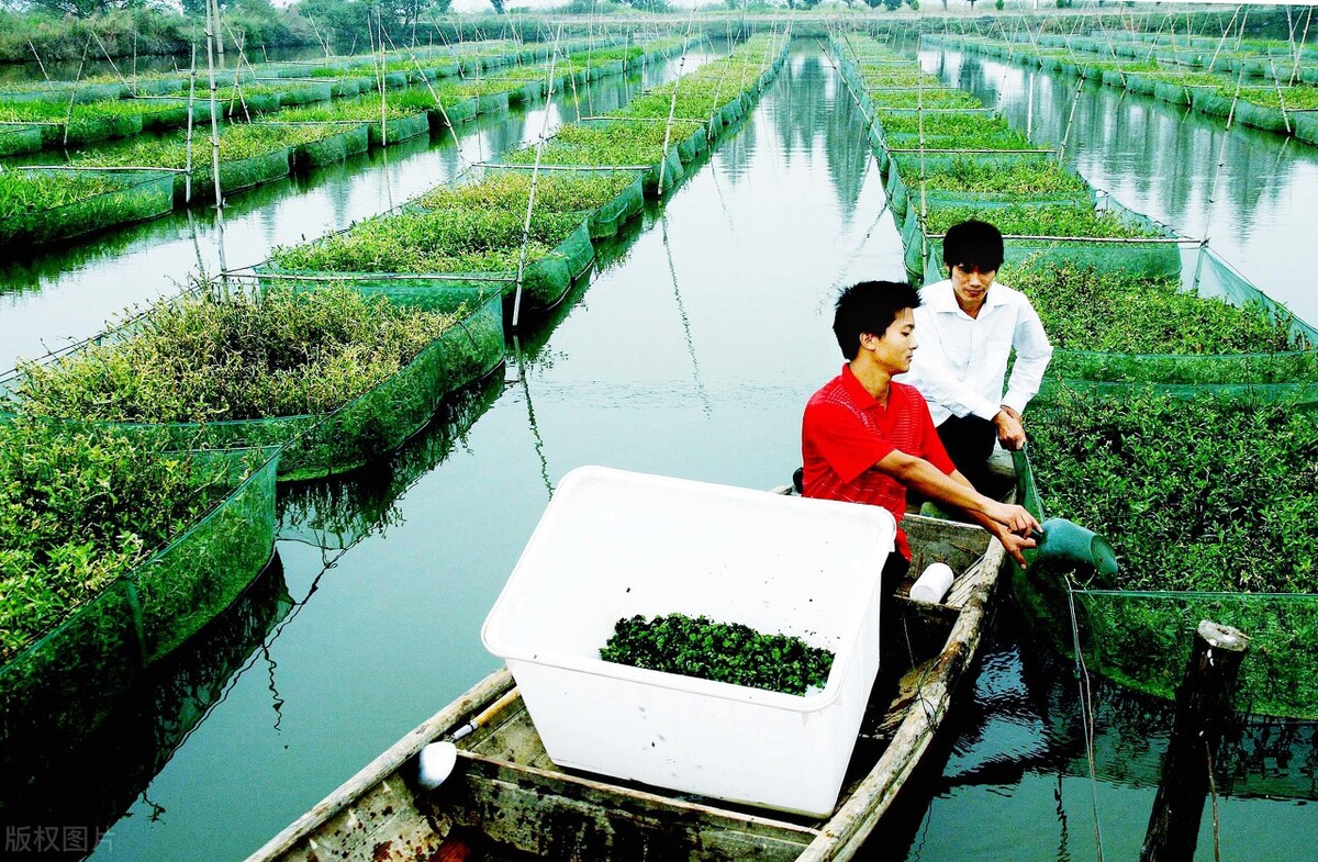 养一亩黄鳝投资多少钱,一亩养黄鳝能卖多少钱