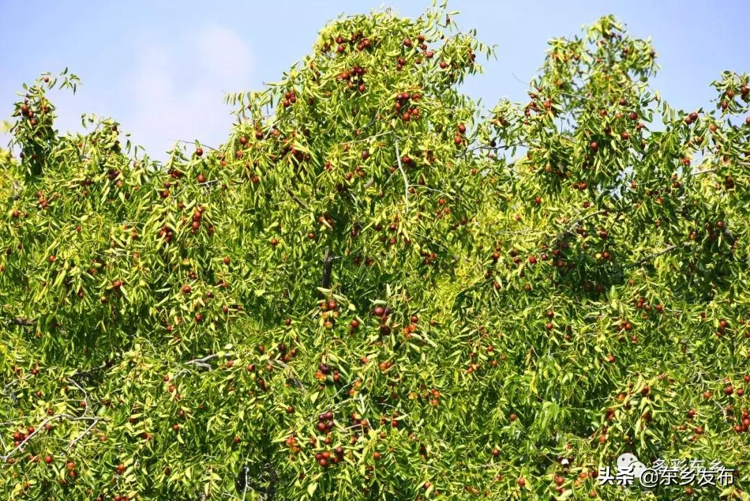 东乡县唐汪镇杏花果脯厂,临夏东乡唐汪镇