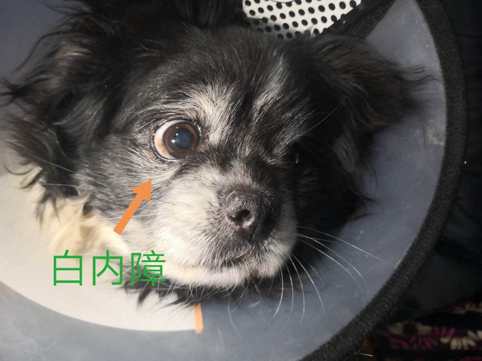 白内障会影响狗狗的寿命吗,狗狗得了白内障用什么药可以治